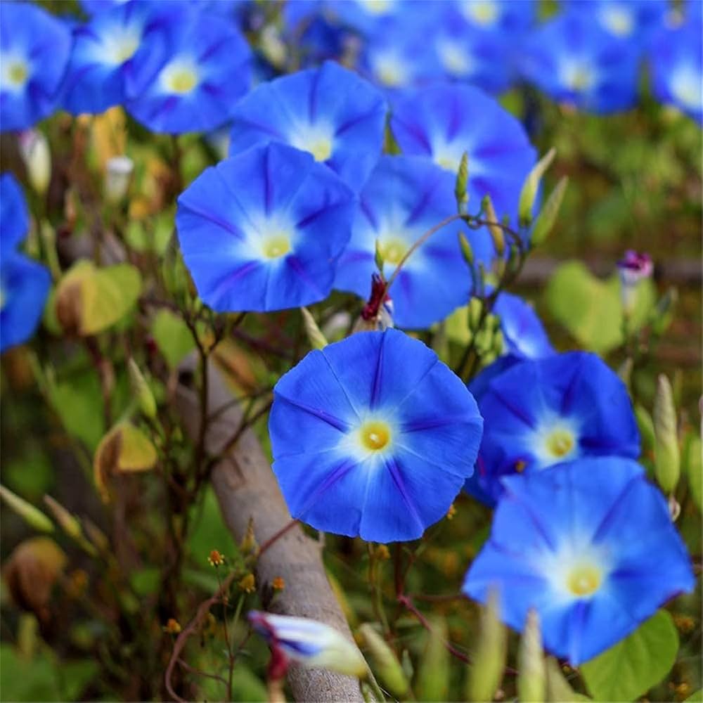 Blue Petunia Flower seeds for Planting Vibrant Colors, Heirloom & GMO Free Seeds for Home Garden vegetable and garden seeds