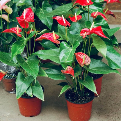 Anthurium Flower seeds for Planting Compact Growth Heirloom & GMO Free Seeds for Home Garden