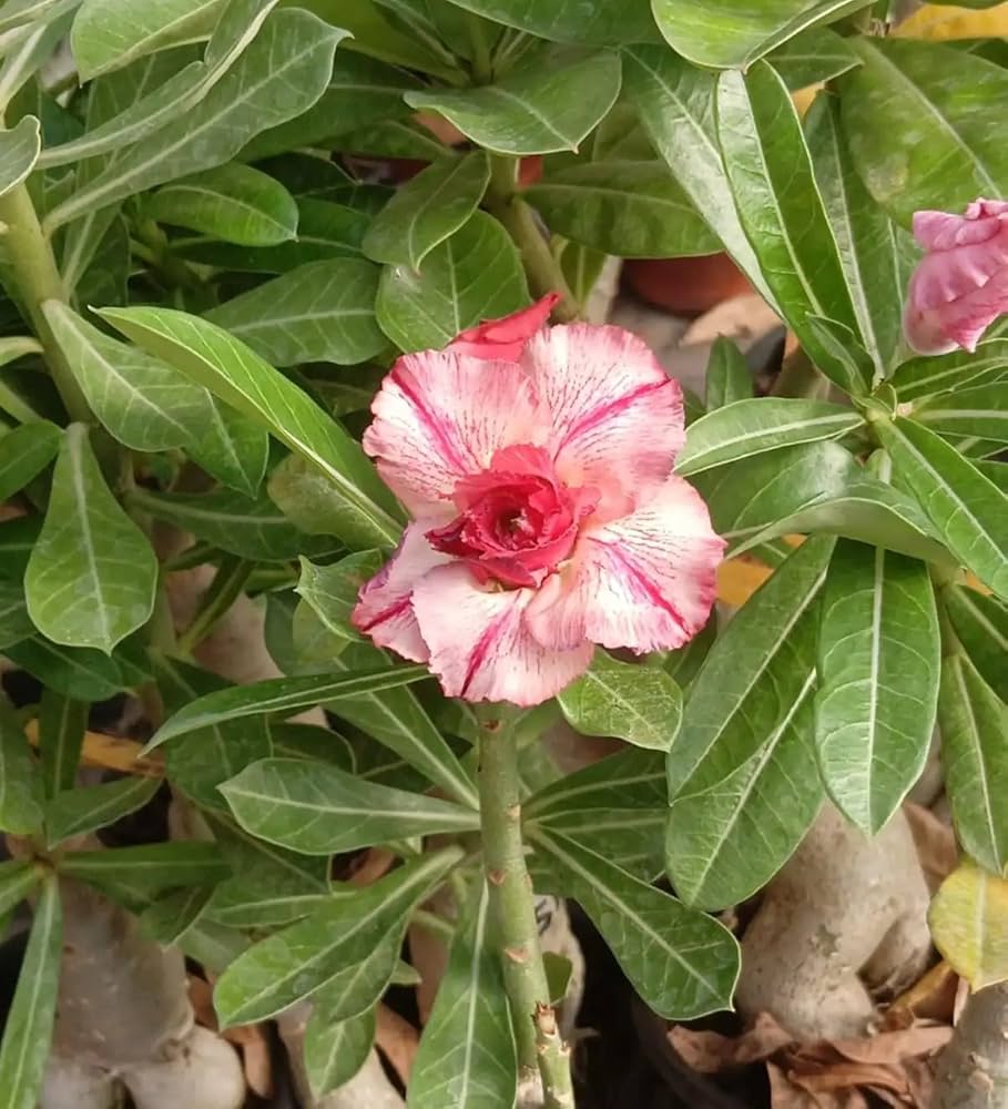 Heirloom Caudex Flower seeds for Planting Perfect for Borders Heirloom & GMO Free Seeds for Home Garden