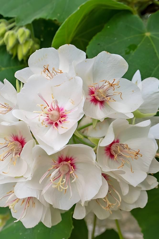 High quality Dombeya Burgessiae Flower seeds for Planting Low Maintenance, Heirloom & GMO Free Seeds for Home Garden seeds pack