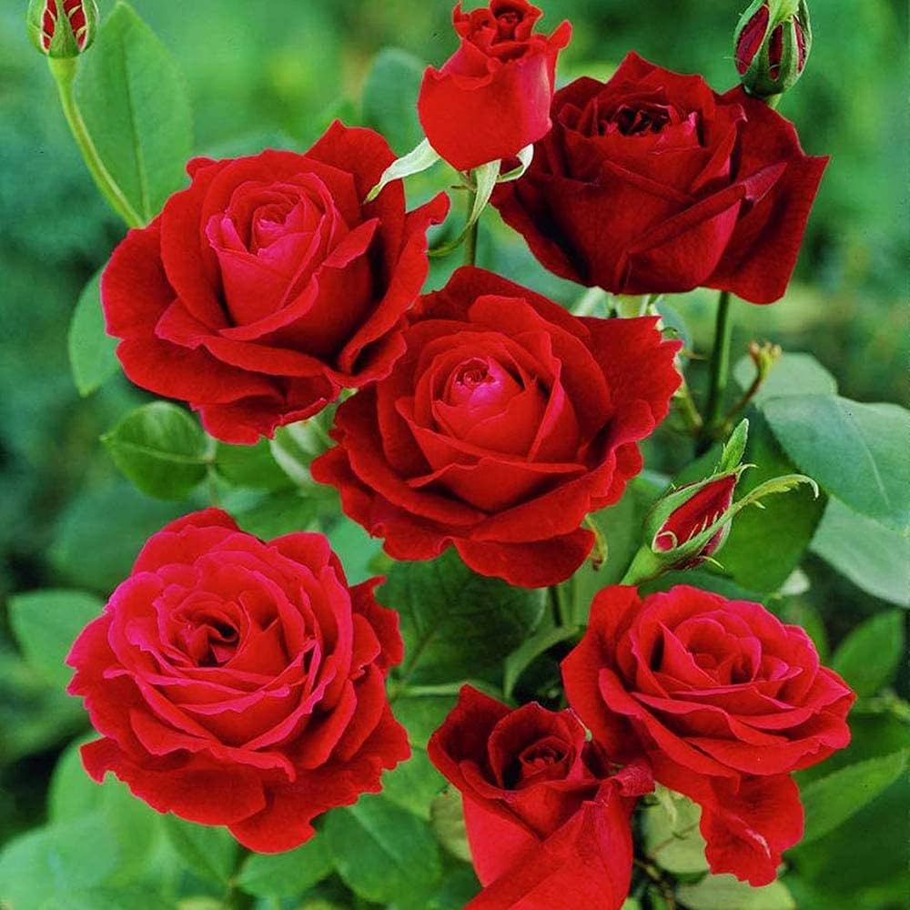 Rose Bush Flower seeds for Planting Vibrant Colors Heirloom & GMO Free Seeds for Home Garden