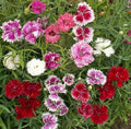 Mixed Dianthus Sonata Flower seeds for Planting Fragrant Blossoms, Heirloom & GMO Free Seeds for Home Garden seeds for planting