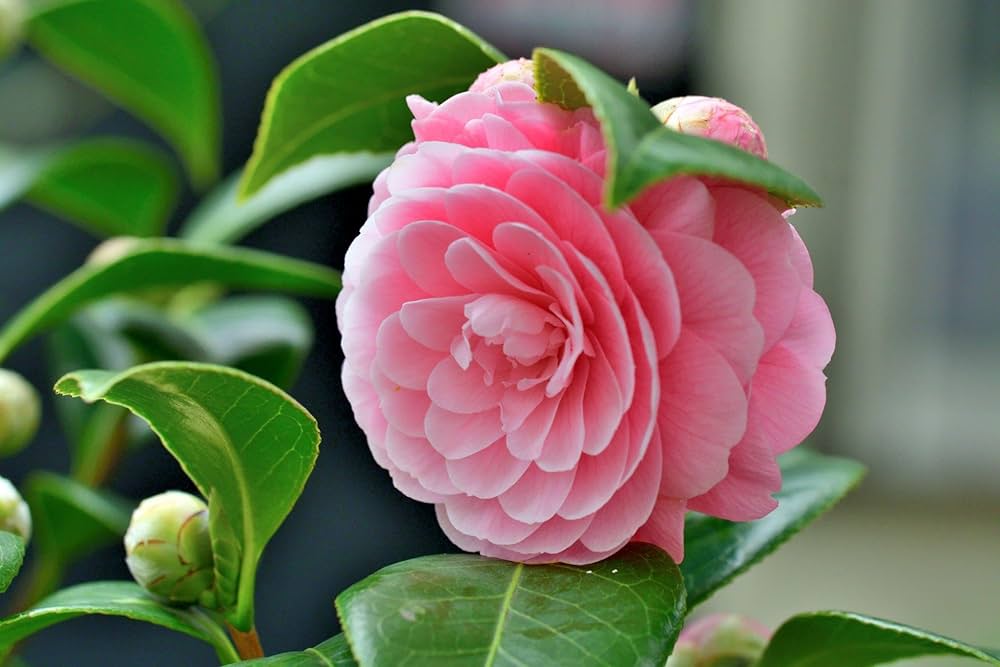 Premium Pink Camellia Flower seeds for Planting Drought Tolerant, Heirloom & GMO Free Seeds for Home Garden seeds