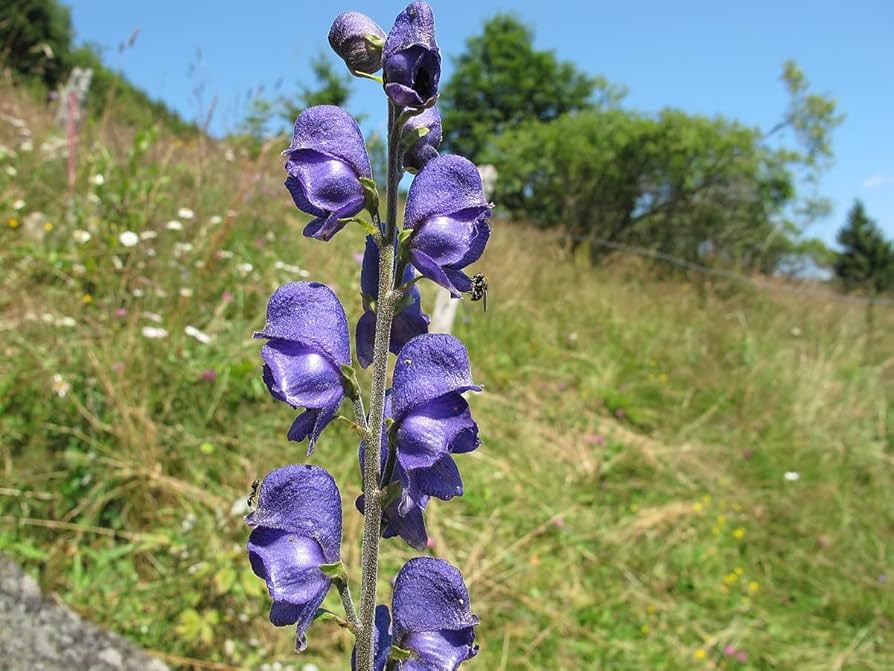 Heirloom Aconitum Flower seeds for Planting Hardy Variety Heirloom & GMO Free Seeds for Home Garden
