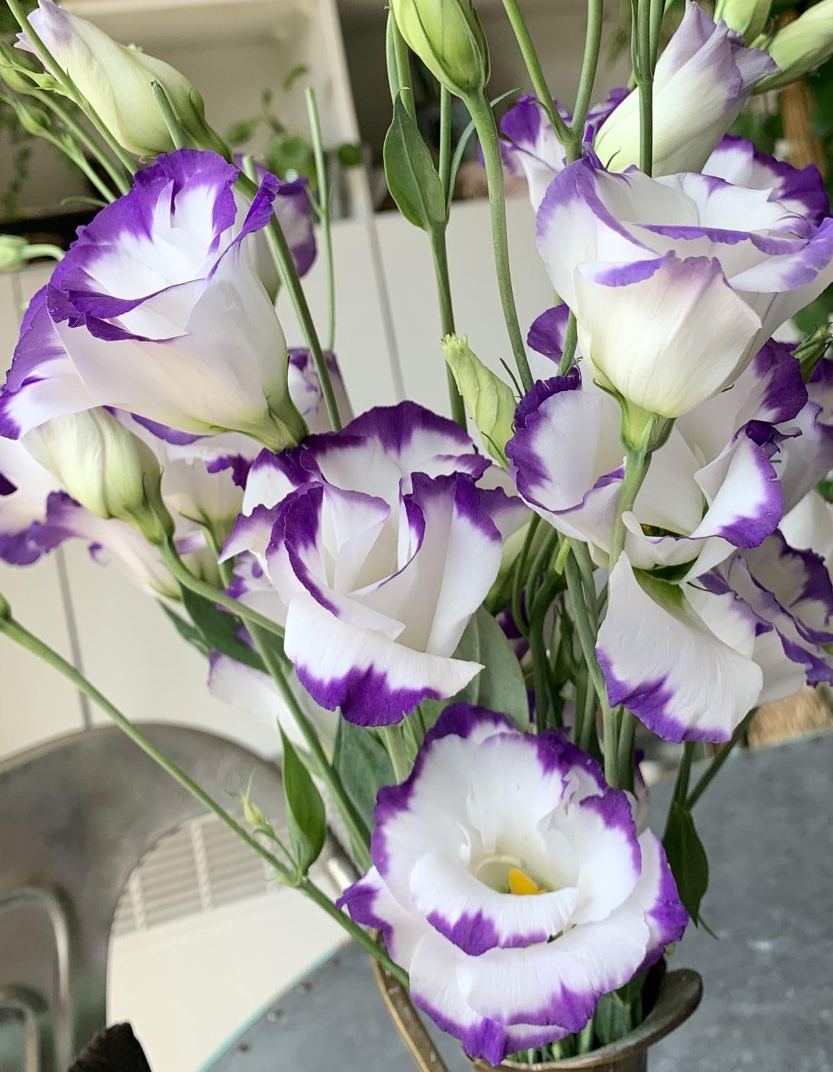 White & Blue Eustoma (Lisianthus) Flower seeds for Planting - Seasonal Bloomer, Heirloom & GMO Free Seeds for Home Garden
