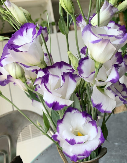 White & Blue Eustoma (Lisianthus) Flower seeds for Planting - Seasonal Bloomer, Heirloom & GMO Free Seeds for Home Garden