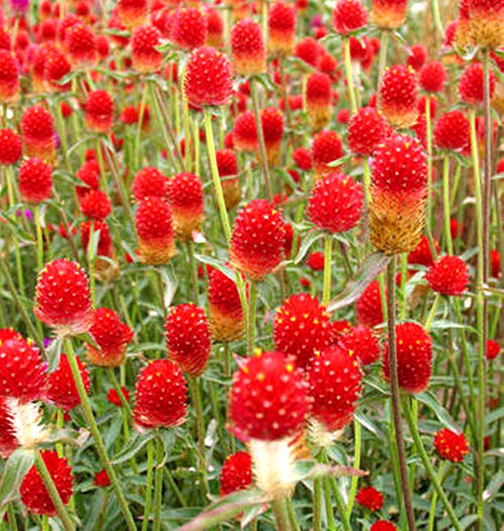 Gomphrena Flower seeds for Planting Premium Quality Heirloom & GMO Free Seeds for Home Garden