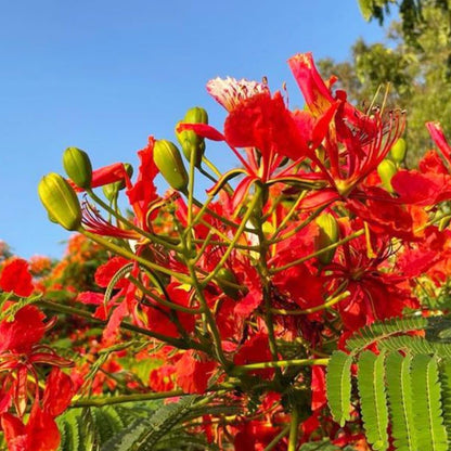 Red Jacaranda Flower seeds for Planting Bright Blooms Heirloom & GMO Free Seeds for Home Garden