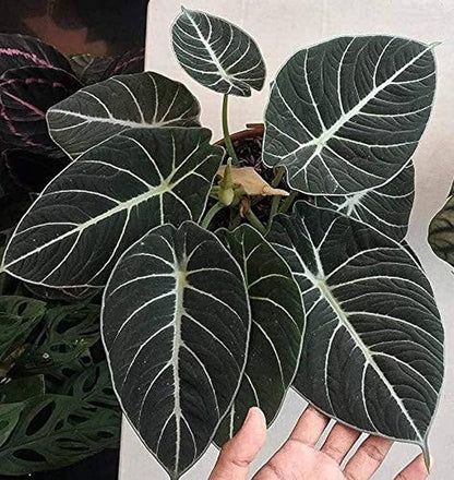 Black Caladium Flower seeds for Planting - Wildflower Mix, Heirloom & GMO Free Seeds for Home Garden