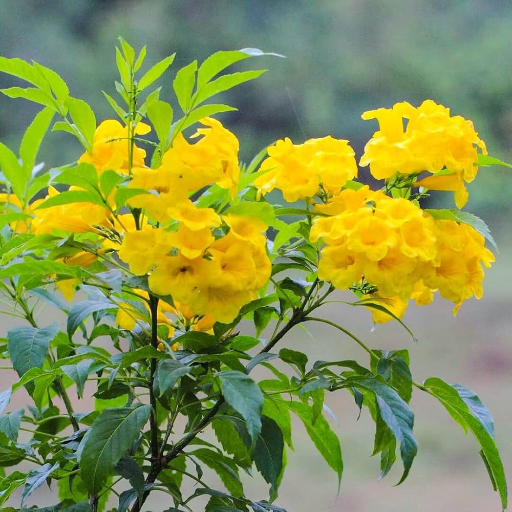 Premium Yellow Alcea Ficifolia Flower seeds for Planting Long Bloom Season, Heirloom & GMO Free Seeds for Home Garden seeds