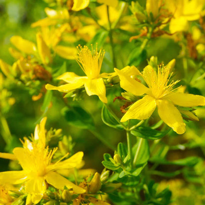 Hypericum Flower seeds for Planting Colorful Display Heirloom & GMO Free Seeds for Home Garden