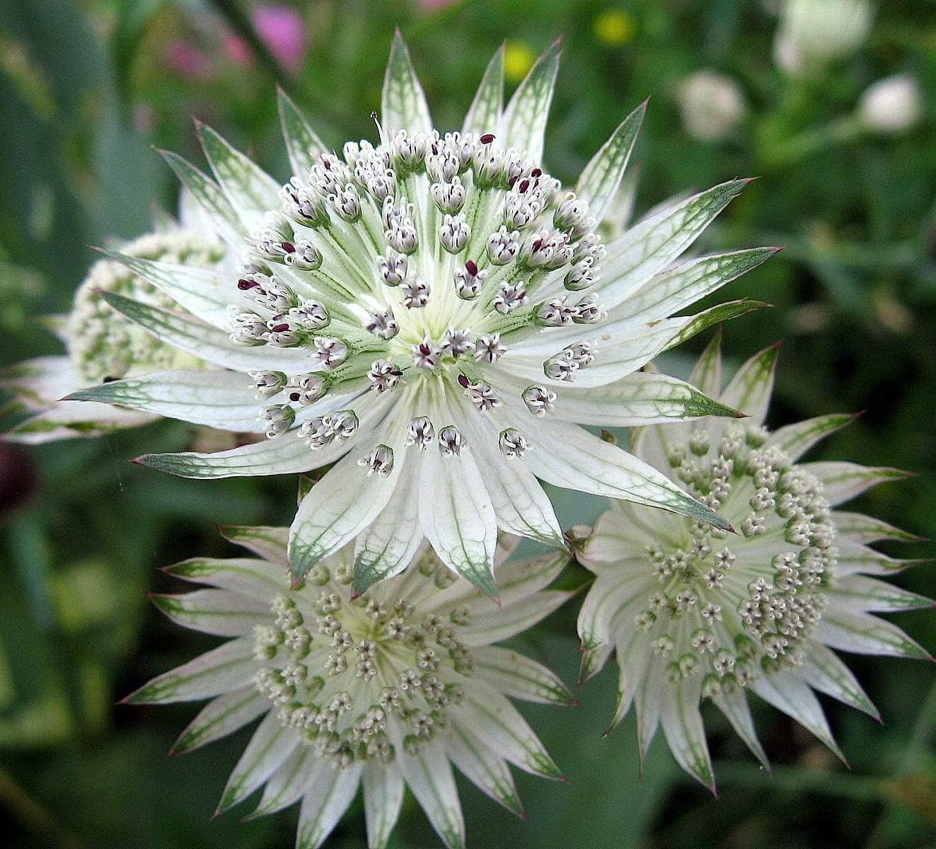 Premium Green White Astrantia Flower seeds for Planting Low Maintenance, Heirloom & GMO Free Seeds for Home Garden seeds
