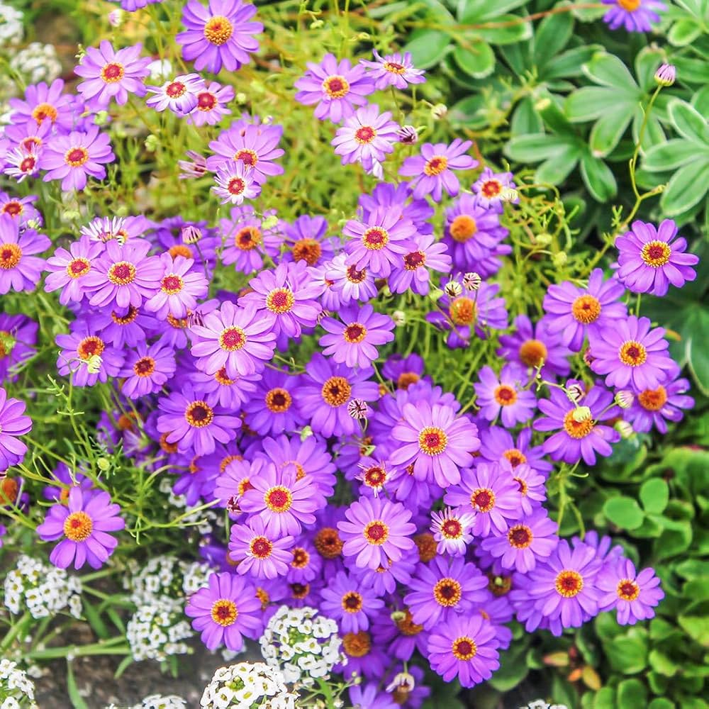 Premium Purple Flower Pot Flower seeds for Planting Premium Quality, Heirloom & GMO Free Seeds for Home Garden seeds