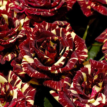 Yellow Maroon Rose Flower seeds for Planting Shade Tolerant Heirloom & GMO Free Seeds for Home Garden