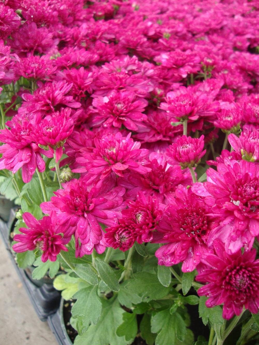 Deep Pink Chrysanthemum Flower seeds for Planting Pollinator Friendly, Heirloom & GMO Free Seeds for Home Garden seeds for planting