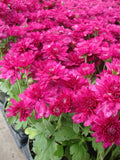Deep Pink Chrysanthemum Flower seeds for Planting Pollinator Friendly, Heirloom & GMO Free Seeds for Home Garden seeds for planting