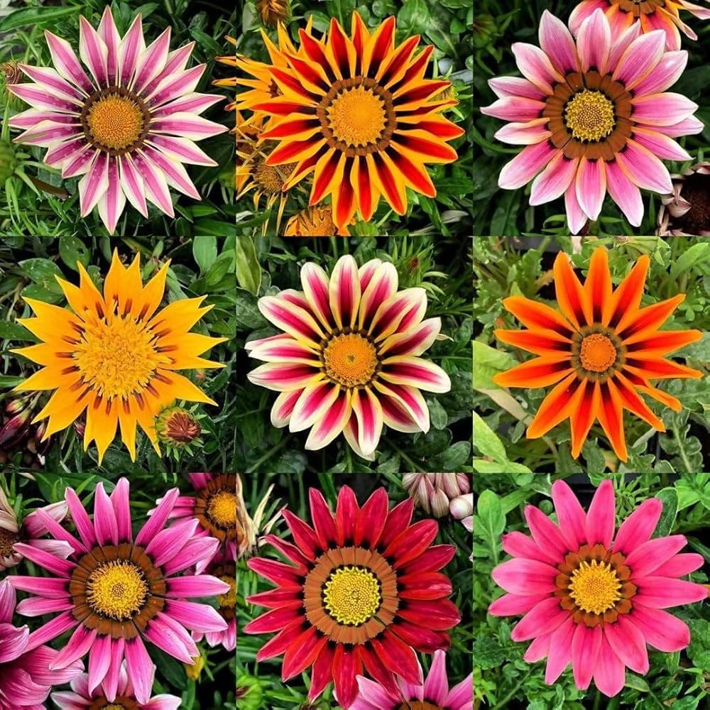 Mixed Gazania Flower seeds for Planting - Hardy Variety, Heirloom & GMO Free Seeds for Home Garden