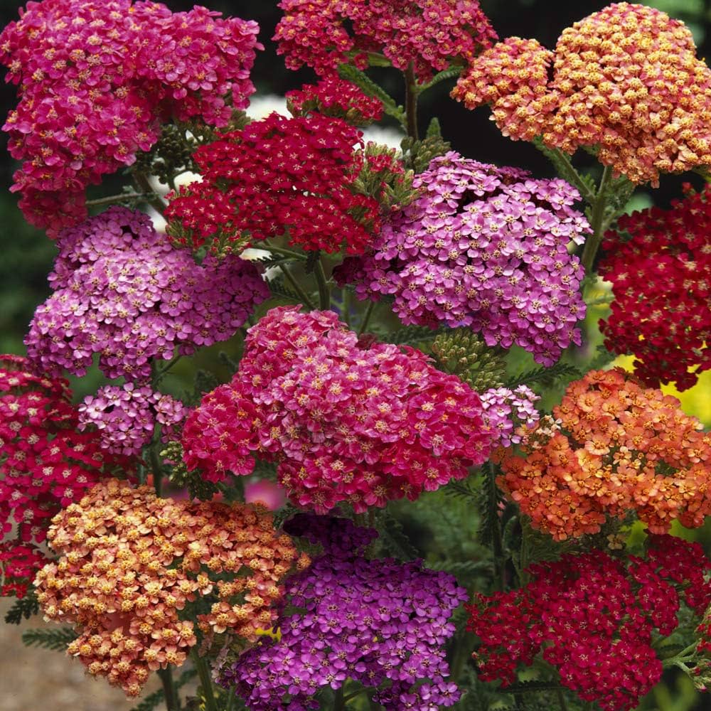 Mix Yarrow Flower seeds for Planting Colorful Display Heirloom & GMO Free Seeds for Home Garden