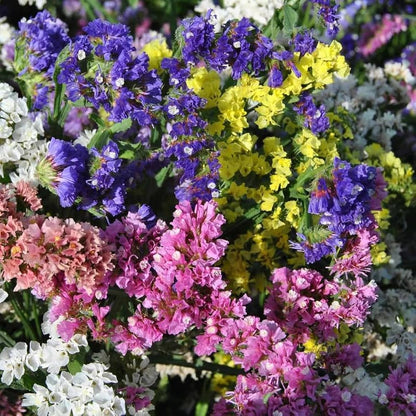 Limonium Flower seeds for Planting Perfect for Borders Heirloom & GMO Free Seeds for Home Garden
