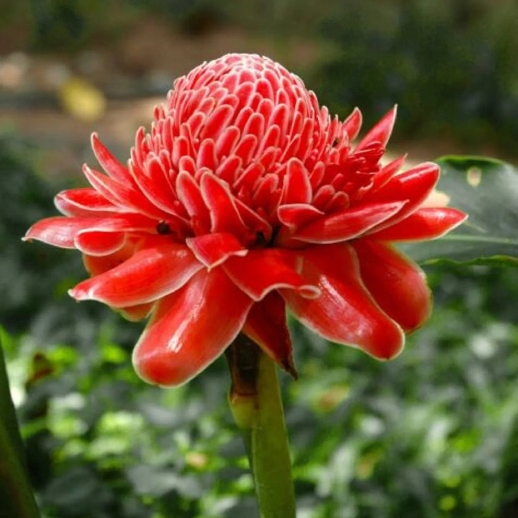 Premium Red Torch Ginger Flower seeds for Planting Premium Quality, Heirloom & GMO Free Seeds for Home Garden seeds
