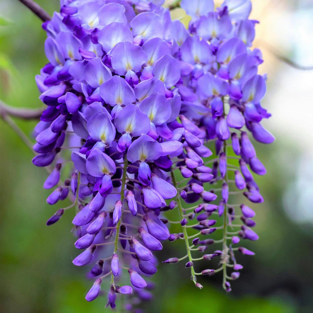 High quality Wisteria Purple Flower seeds for Planting Long Bloom Season, Heirloom & GMO Free Seeds for Home Garden seeds pack