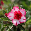 Adenium Desert Flower seeds for Planting Easy to Grow, Heirloom & GMO Free Seeds for Home Garden seeds for planting