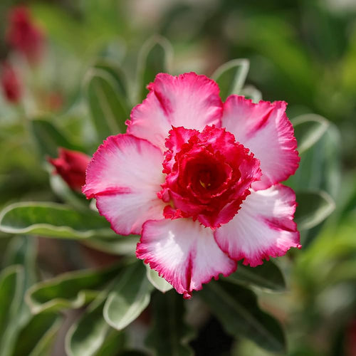Adenium Desert Flower seeds for Planting Easy to Grow, Heirloom & GMO Free Seeds for Home Garden seeds for planting