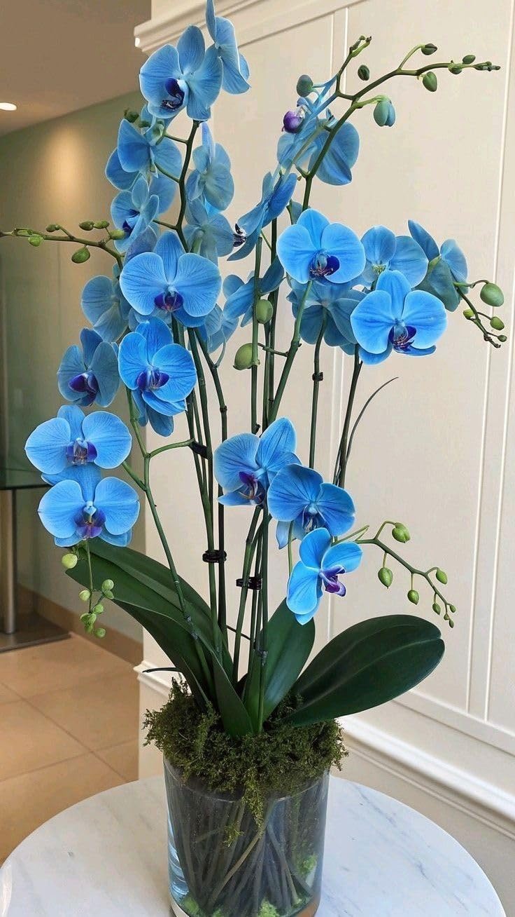 Blue Butterfly Orchid Flower seeds for Planting Long Bloom Season, Heirloom & GMO Free Seeds for Home Garden vegetable and garden seeds