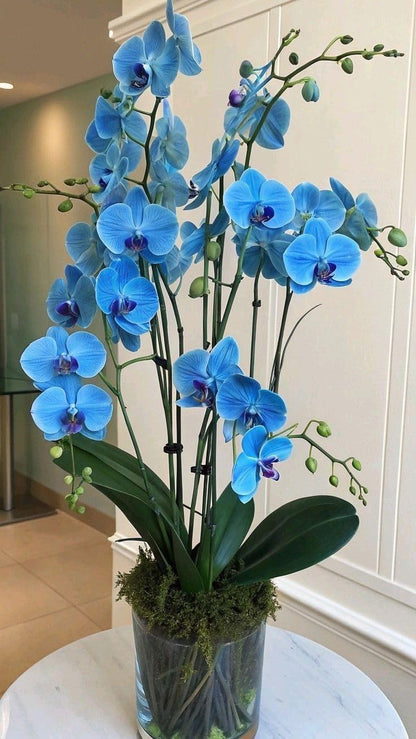 Blue Butterfly Orchid Flower seeds for Planting Long Bloom Season, Heirloom & GMO Free Seeds for Home Garden vegetable and garden seeds