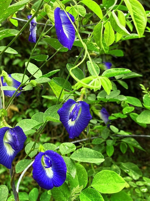 Premium Blue Clitoria Flower seeds for Planting Vibrant Colors, Heirloom & GMO Free Seeds for Home Garden seeds