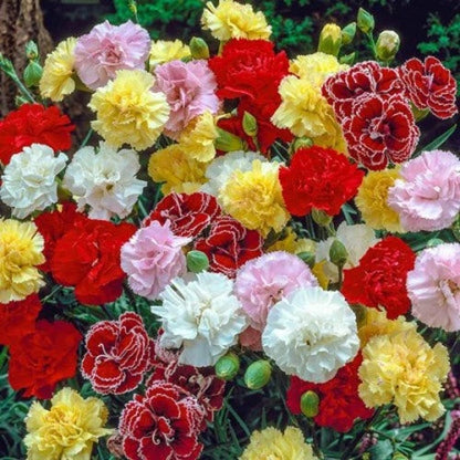 Heirloom Dianthus Caryophyllus Flower seeds for Planting Long Bloom Season Heirloom & GMO Free Seeds for Home Garden
