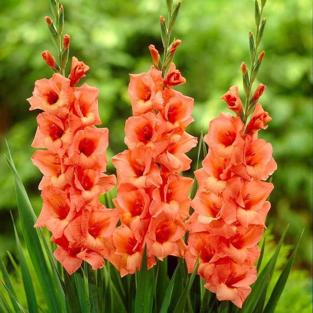 Pink Gladiolus Hybridus Flower seeds for Planting Hardy Variety, Heirloom & GMO Free Seeds for Home Garden seeds for planting