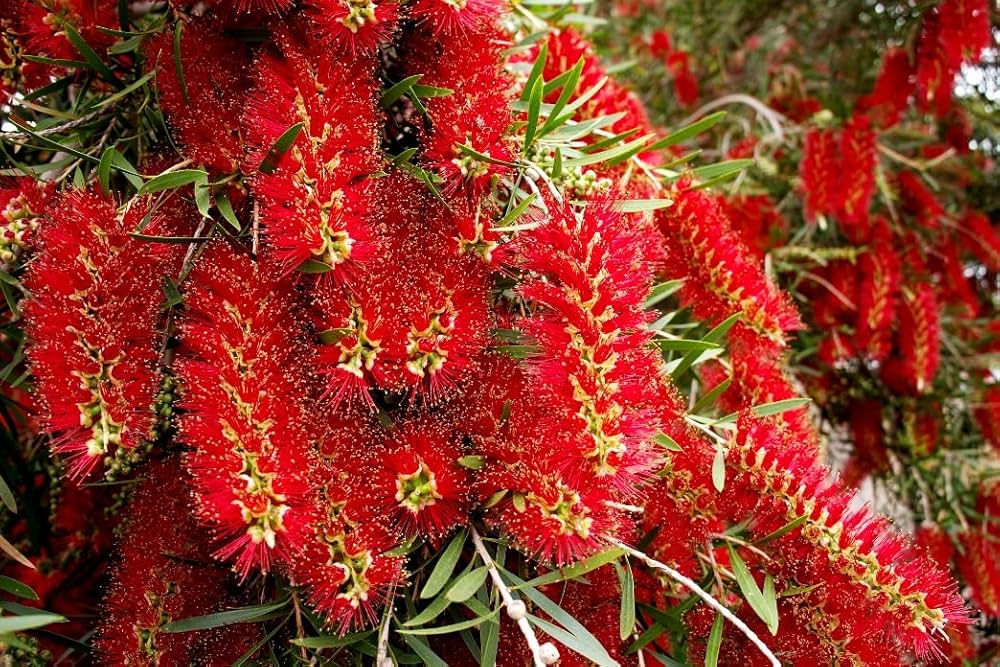 Pink Melaleuca Flower seeds for Planting Fragrant Blossoms, Heirloom & GMO Free Seeds for Home Garden seeds for planting