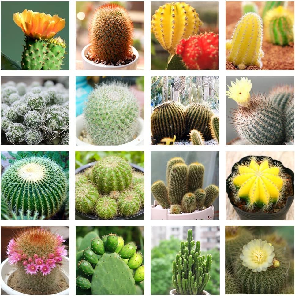 Cactus Flower seeds for Planting - Compact Growth, Heirloom & GMO Free Seeds for Home Garden