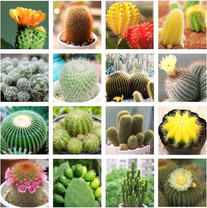 Cactus Flower seeds for Planting - Compact Growth, Heirloom & GMO Free Seeds for Home Garden