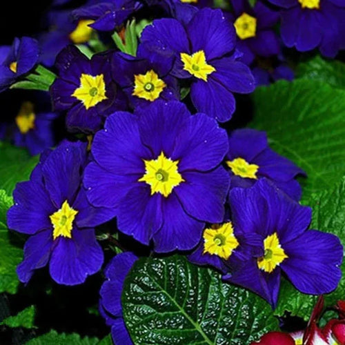 Blue Yellow Primrose Flower seeds for Planting Fragrant Blossoms, Heirloom & GMO Free Seeds for Home Garden seeds for planting