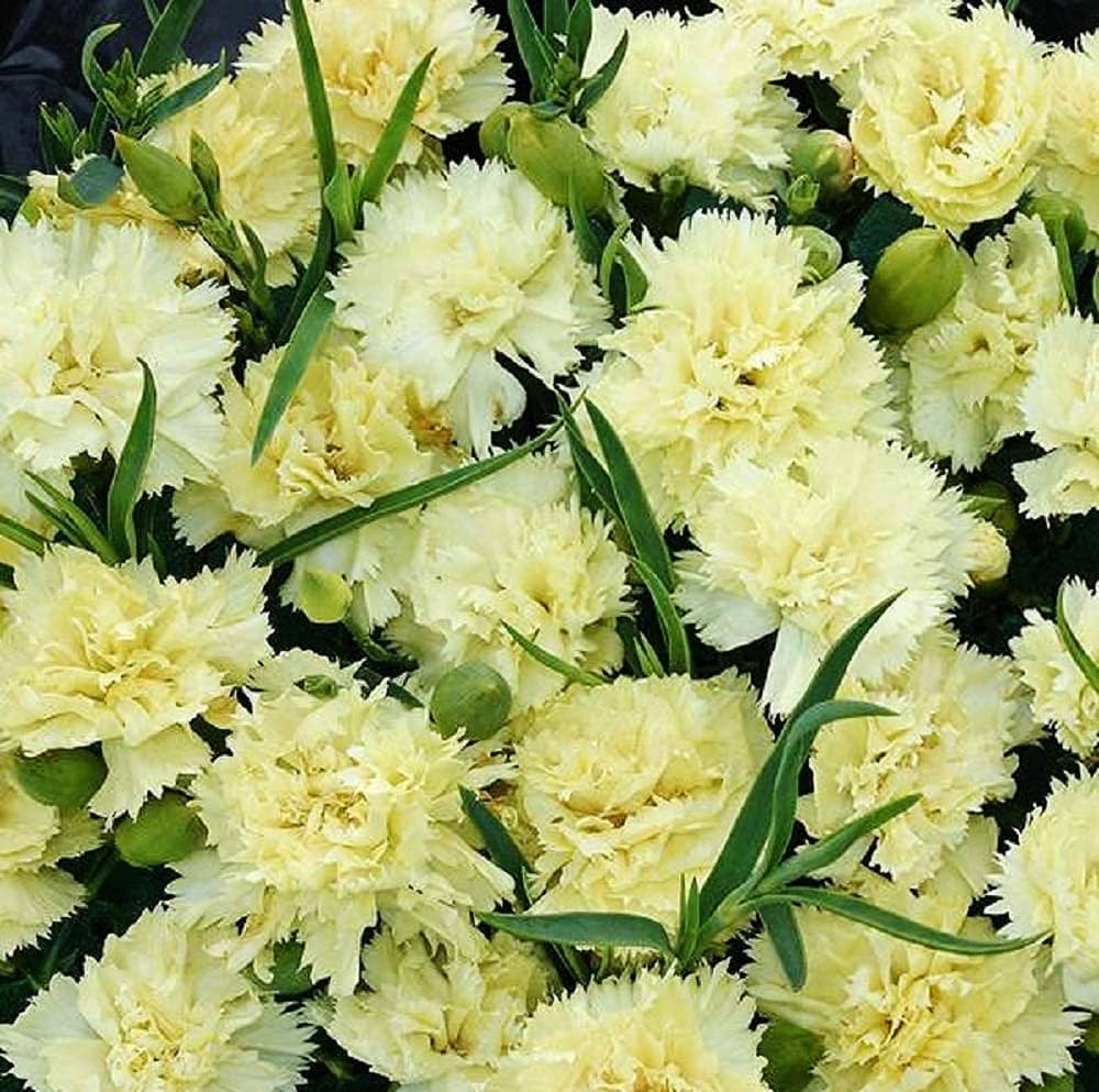 Carnation Flower seeds for Planting Cottage Garden Essential, Heirloom & GMO Free Seeds for Home Garden seeds for planting