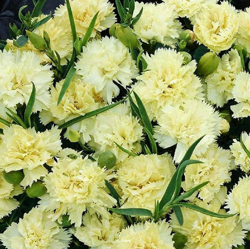 Carnation Flower seeds for Planting Cottage Garden Essential, Heirloom & GMO Free Seeds for Home Garden seeds for planting