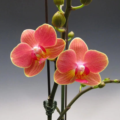 Orange Pink Phalaenopsis Orchid Flower seeds for Planting Perfect for Borders Heirloom & GMO Free Seeds for Home Garden