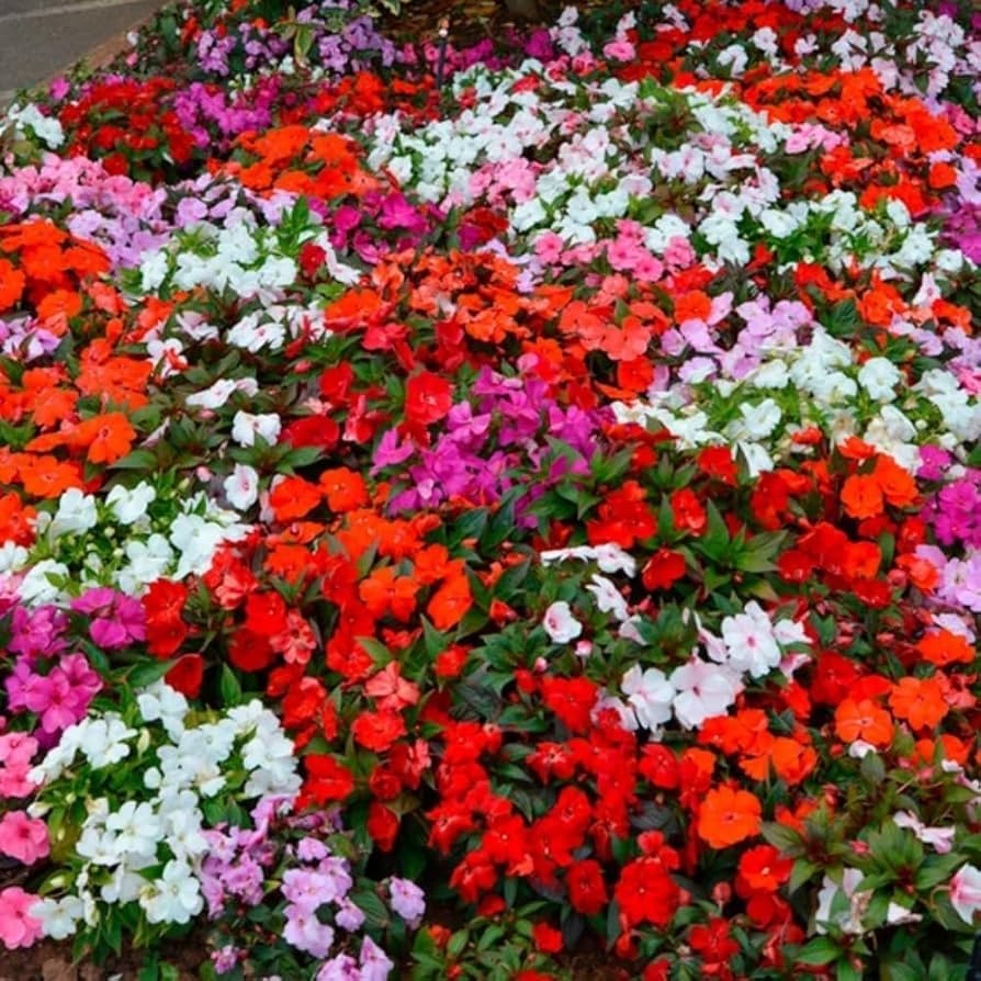Impatiens Flower seeds for Planting Wildflower Mix Heirloom & GMO Free Seeds for Home Garden