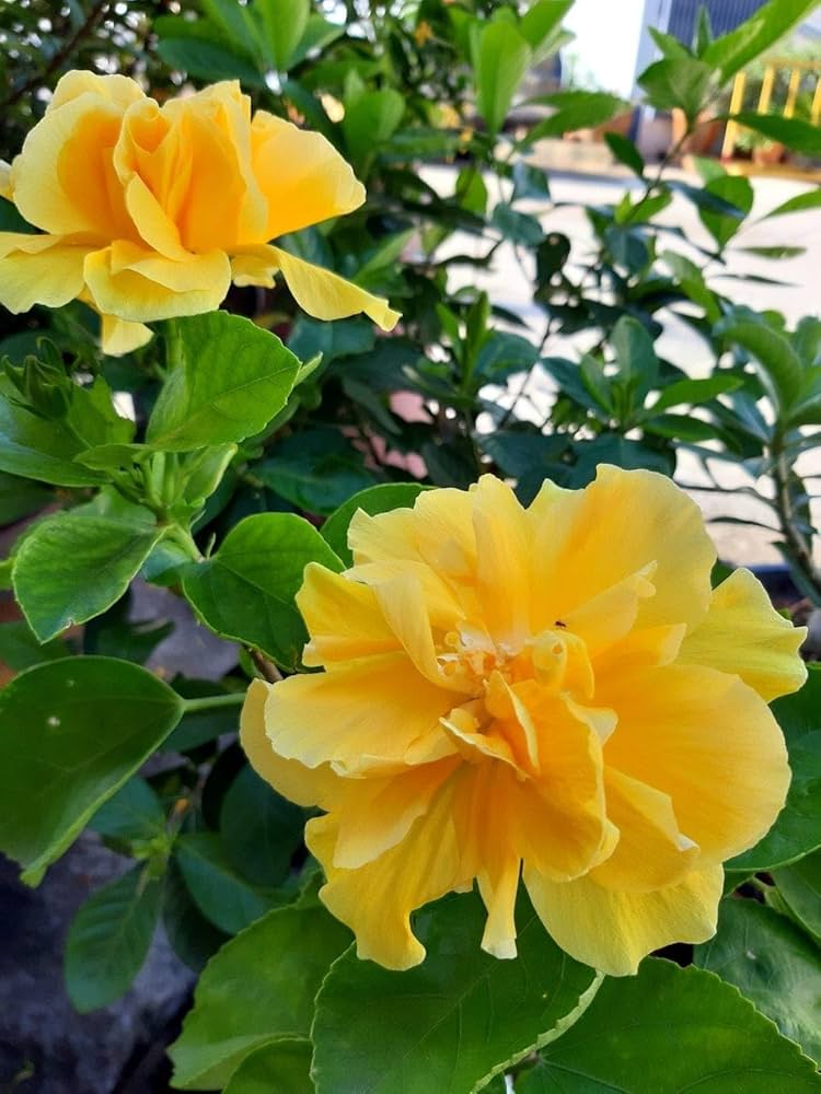 Kerrie Flower seeds for Planting Easy to Grow, Heirloom & GMO Free Seeds for Home Garden vegetable and garden seeds