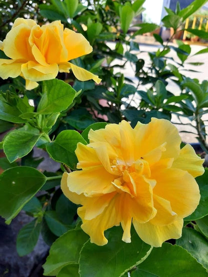 Kerrie Flower seeds for Planting Easy to Grow, Heirloom & GMO Free Seeds for Home Garden vegetable and garden seeds