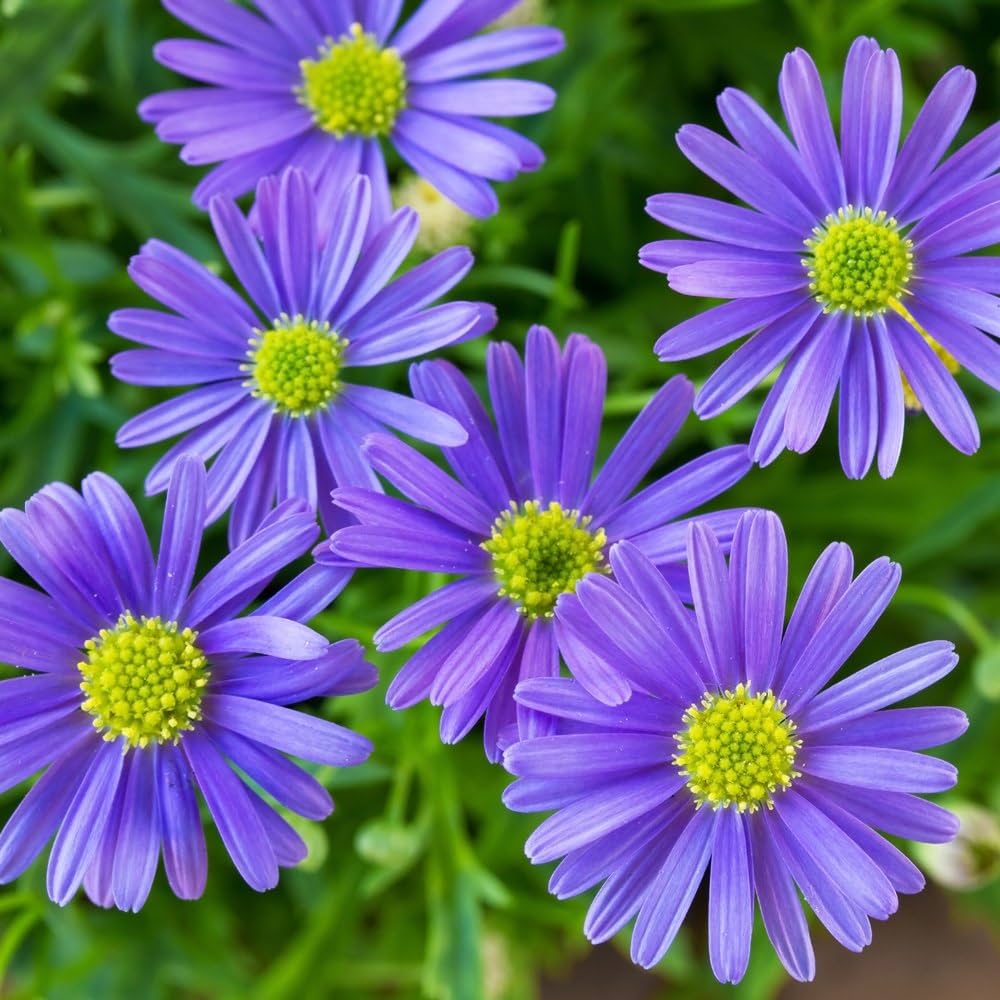 High quality Purple Flower Pot Flower seeds for Planting Premium Quality, Heirloom & GMO Free Seeds for Home Garden seeds pack