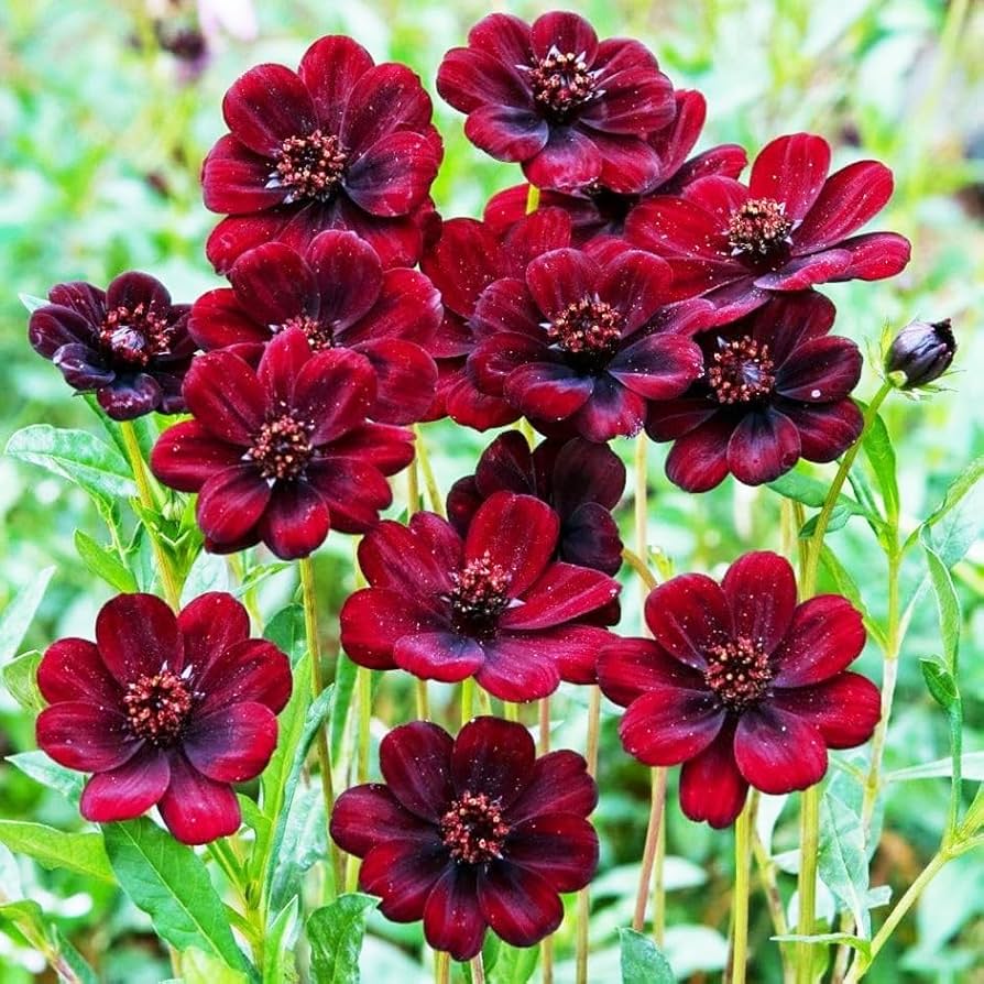 Chocolate Azalea Flower seeds for Planting Perfect for Borders Heirloom & GMO Free Seeds for Home Garden