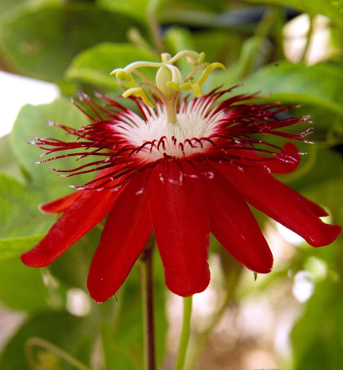 Passion Flower seeds for Planting Hardy Variety Heirloom & GMO Free Seeds for Home Garden
