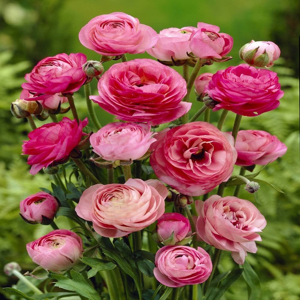 Pink Ranunculus Flower seeds for Planting Low Maintenance Heirloom & GMO Free Seeds for Home Garden