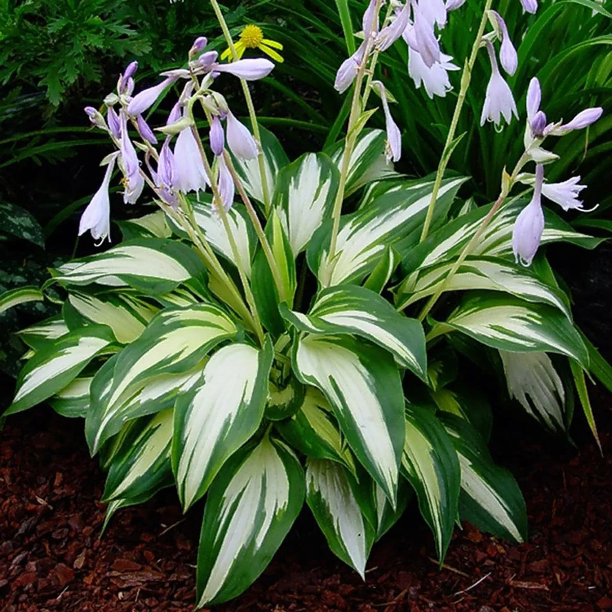 Heirloom Hosta Flower seeds for Planting Compact Growth Heirloom & GMO Free Seeds for Home Garden