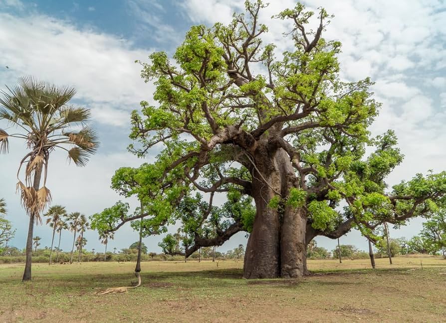 African Baobab Tree (Adansonia Digitata) Monkey Bread, Judas Fruit Seeds