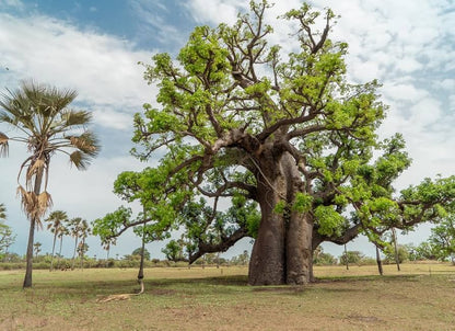 African Baobab Tree (Adansonia Digitata) Monkey Bread, Judas Fruit Seeds