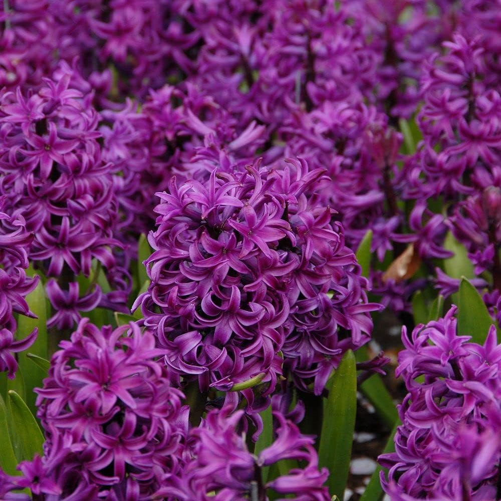 Hyacinth Purple Flower seeds for Planting Compact Growth, Heirloom & GMO Free Seeds for Home Garden seeds for planting